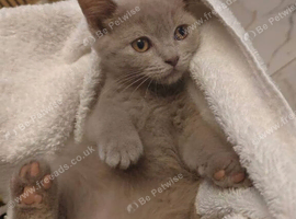 Kitten