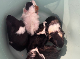 Male guinea pigs