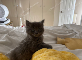 Grey ragdoll