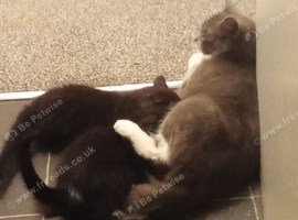 Lovely fluffy kittens