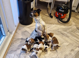 Jack Russell pups