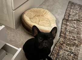 French bulldog