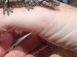 Gargoyle Geckos