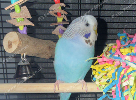 Budgie for sale (SKYE)