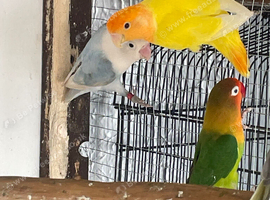 Beautiful love birds