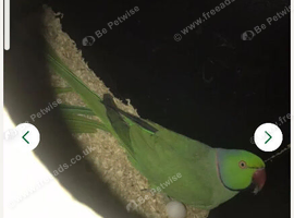 Proven breeding pair of Indian Ringnecks