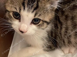 Beautiful Brown Tabby & White Domestic Shorthair Kitten