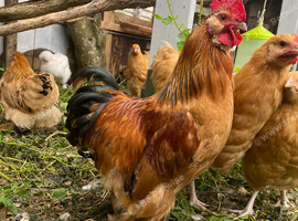 Roosters