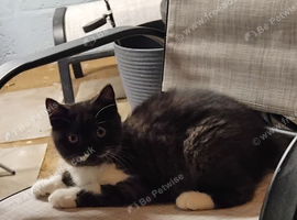 Beautiful kitten