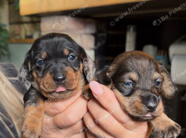 Stunning miniature dachshund