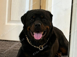 3 year old Rottweiler