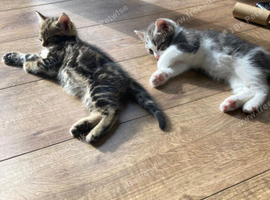 Beautiful Kittens Ready for Their Forever Homes