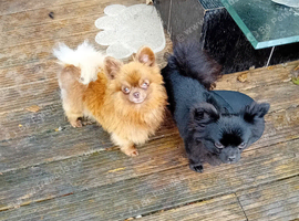 Chihuahua