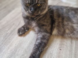 Black smoke mal mainecoon