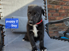 Lurcher Puppies