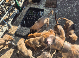 Lurcher pups