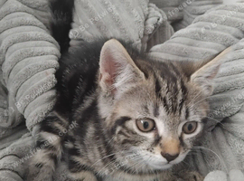 Kittens