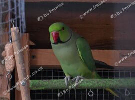 Indian Ringneck Parrot Male Green