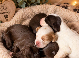 2 week Old Sprocker Spaniel Pups