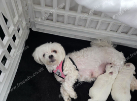 Pure Maltese for sale