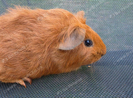 Teddy cross Boar