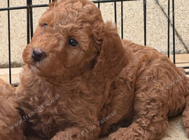Exceptional F1BB Miniature Labradoodle Puppies &ndash; Home Raised