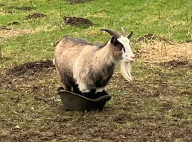 Two loving Pygmy goats seeking a new home.