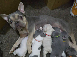 French bulldog puppies