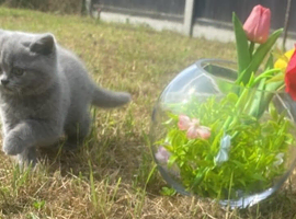 5 British Shorthair kittens for sale!