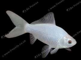 Pond fish, free