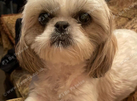 Tiny Shih Tzu needing a home