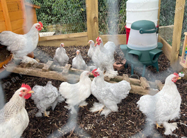 Lavender Bantam Cockerels