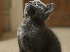 Two Russian blue baby boys