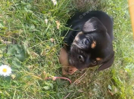 *Reduced* 1 beautiful bulldog cross pup left