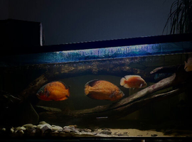 Jack Dempsey trio + breeding pair