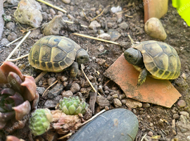 Hermann's tortoise hatchlings for sale