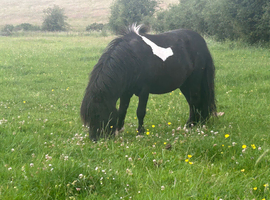 SA clear proven miniature registered stallion