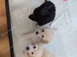Exceptional moyen poodle puppies