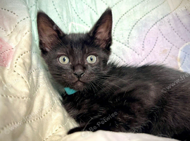 READY NOW- LAST 1 - Half ragdoll kitten