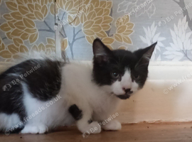 Two male kittens