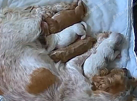 4 beautiful cocker spaniel puppies