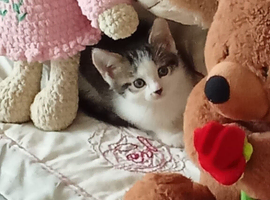 Female kitten