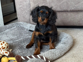 Cavalier King Charles x cava poo ready now