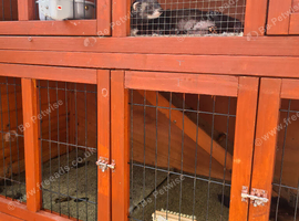 3 year old polecat /ferret