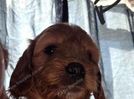 Cavapoo pups  2 girls 1 boy!!