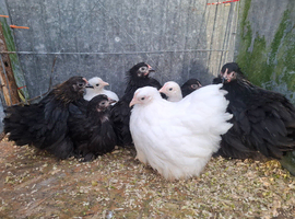 Colored pekin bantam chicks