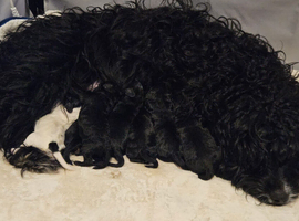 6 Gorgeous puppies