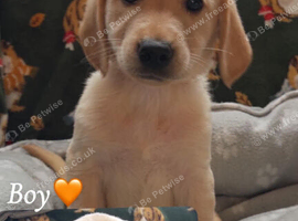 Cockador cross cavapoo