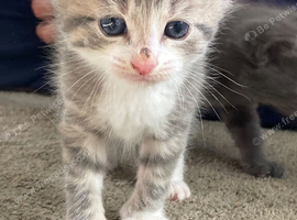 Beautiful British shorthair x kittens for rehoming