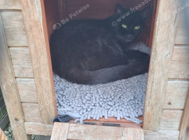 Old female cat.
